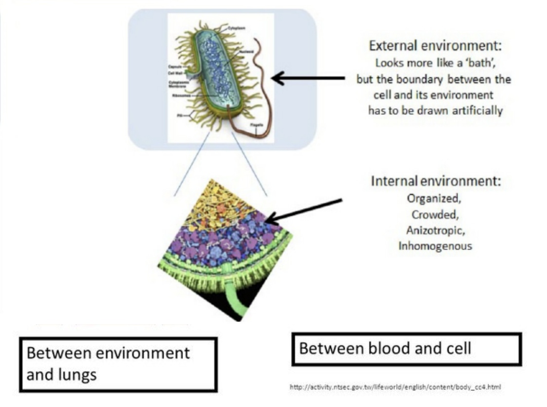 Граница клетки. Internal environment Biology.